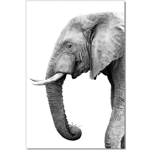Black and White Elephant Print | innovatec Melbourne, Sydney, Adelaide, Brisbane and Perth