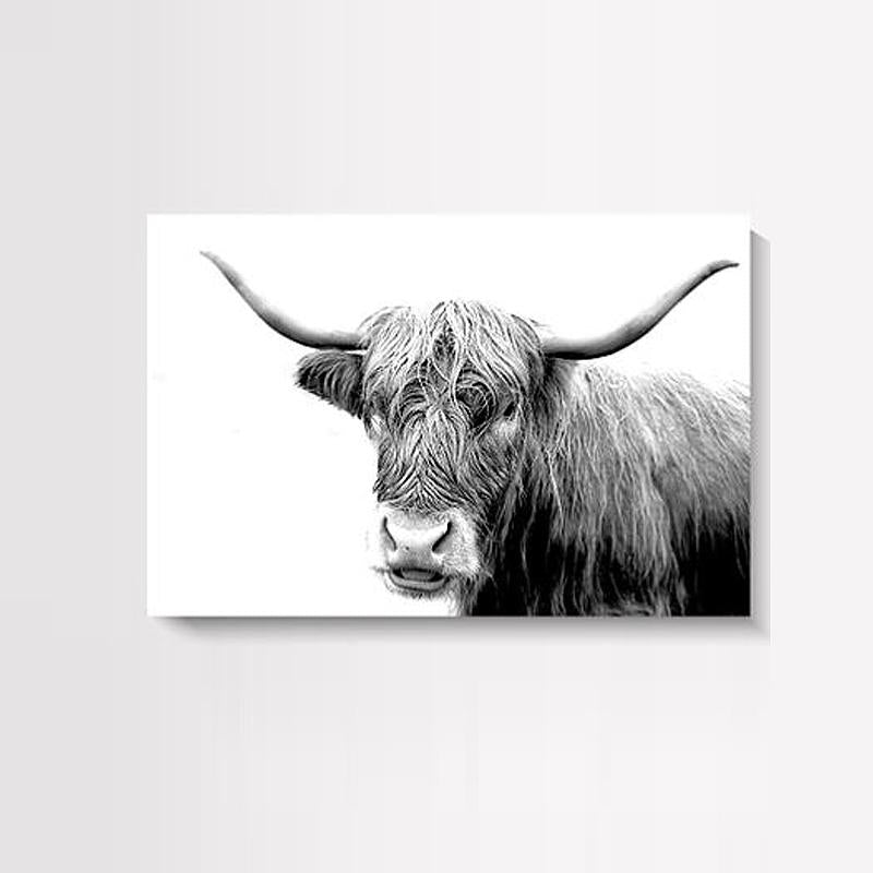 Cheeky Highlander Print - A3